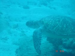 Turtle - Sodwana Bay 2 mile reef. This turtle had an inju... by Loraine Smit 